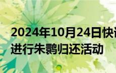 2024年10月24日快讯 时隔8年，日本将再次进行朱鹮归还活动