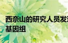 西奈山的研究人员发现DNA聚合酶δ如何复制基因组